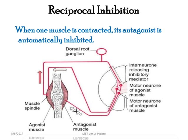 Muscle Energy Technique (MET) | PPTX