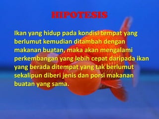 Ikan yang hidup pada kondisi tempat yang
berlumut kemudian ditambah dengan
makanan buatan, maka akan mengalami
perkembangan yang lebih cepat daripada ikan
yang berada ditempat yang tak berlumut
sekalipun diberi jenis dan porsi makanan
buatan yang sama.
 