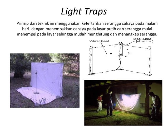 Metode pengamatan serangga Metode pengamatan serangga