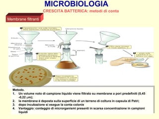 Metodi di conta batterica | PPT