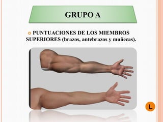  PUNTUACIONES DE LOS MIEMBROS
SUPERIORES (brazos, antebrazos y muñecas).
GRUPO A
L
 