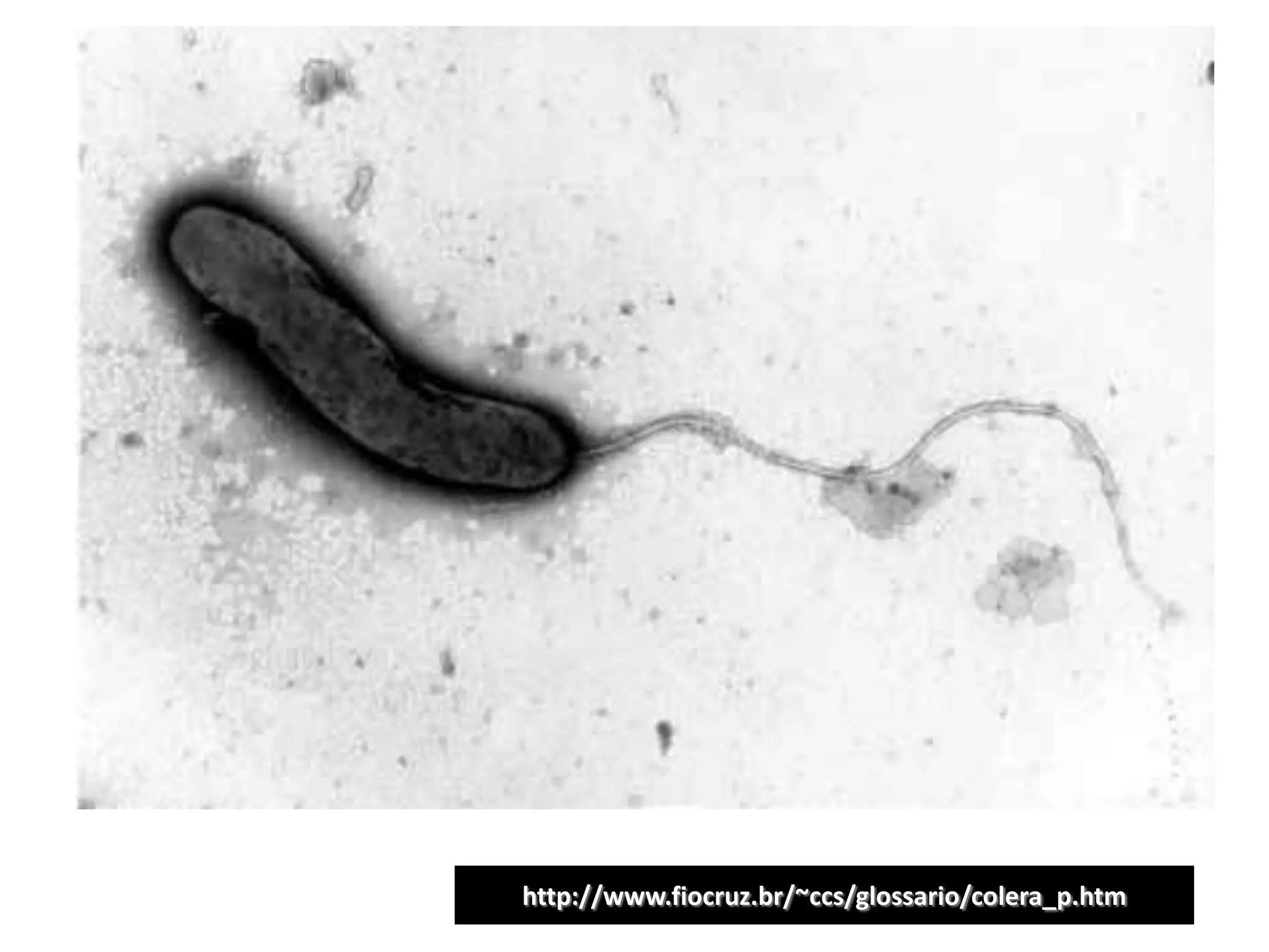 http://www.fiocruz.br/~ccs/glossario/colera_p.htm
 