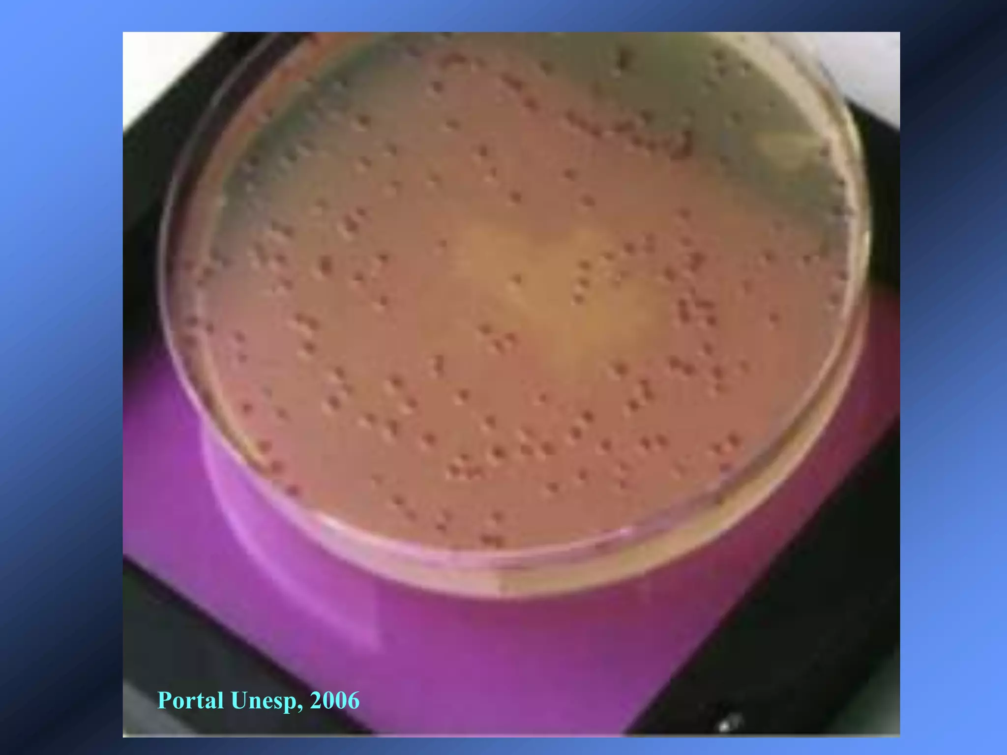 Portal Unesp, 2006