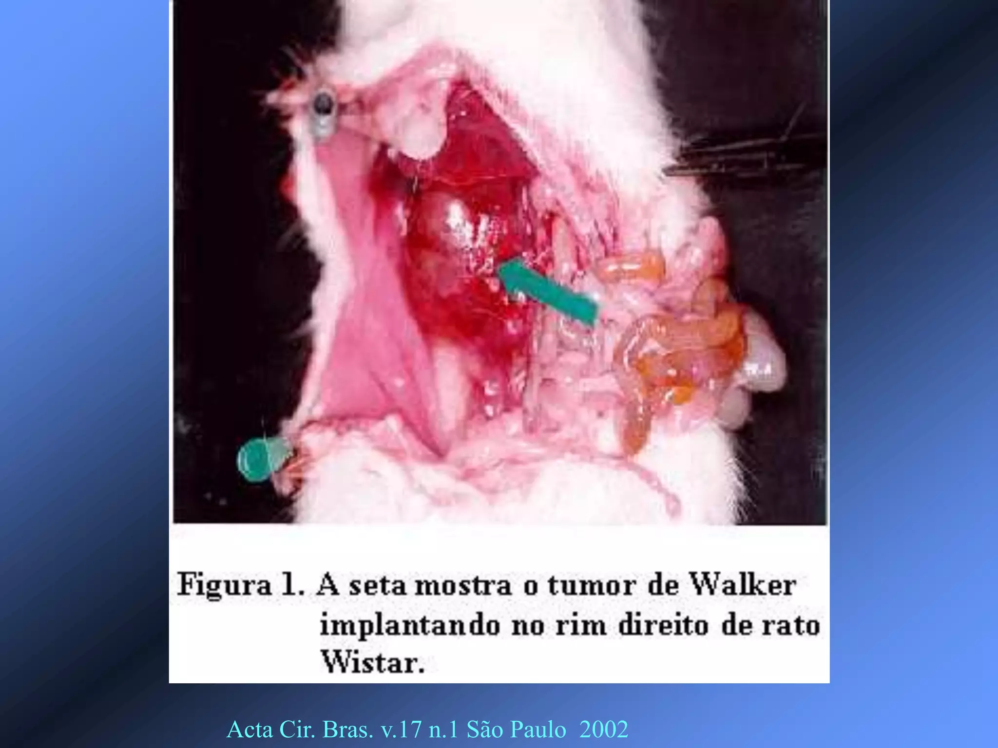 Acta Cir. Bras. v.17 n.1 São Paulo 2002