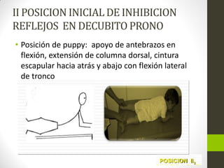 II POSICION INICIAL DE INHIBICION
REFLEJOS EN DECUBITO PRONO
• Posición de puppy: apoyo de antebrazos en
flexión, extensión de columna dorsal, cintura
escapular hacia atrás y abajo con flexión lateral
de tronco
 