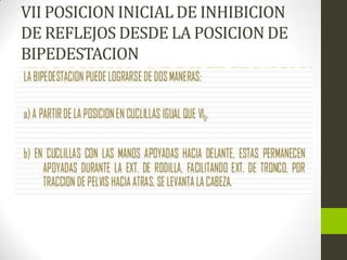 VII POSICION INICIAL DE INHIBICION
DE REFLEJOS DESDE LA POSICION DE
BIPEDESTACION
 