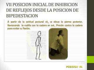 VII POSICION INICIAL DE INHIBICION
DE REFLEJOS DESDE LA POSICION DE
BIPEDESTACION
 