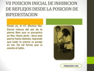 VII POSICION INICIAL DE INHIBICION
DE REFLEJOS DESDE LA POSICION DE
BIPEDESTACION
 