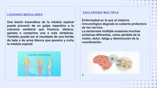 LESIONES MEDULARES
Una lesión traumática de la médula espinal
puede provenir de un golpe repentino a la
columna vertebral que fractura, disloca,
aplasta o comprime una o más vértebras.
También puede ser el resultado de una herida
de bala o de arma blanca que penetra y corta
la médula espinal.
ESCLEROSIS MÚLTIPLE
Enfermedad en la que el sistema
inmunológico degrada la cubierta protectora
de los nervios.
La esclerosis múltiple ocasiona muchos
síntomas diferentes, como pérdida de la
visión, dolor, fatiga y disminución de la
coordinación.
s
 