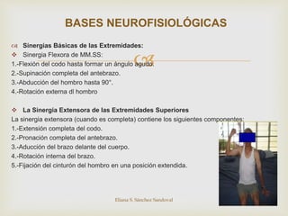 
 Sinergias Básicas de las Extremidades:
 Sinergia Flexora de MM.SS:
1.-Flexión del codo hasta formar un ángulo agudo.
2.-Supinación completa del antebrazo.
3.-Abducción del hombro hasta 90°.
4.-Rotación externa dl hombro
 La Sinergia Extensora de las Extremidades Superiores
La sinergia extensora (cuando es completa) contiene los siguientes componentes:
1.-Extensión completa del codo.
2.-Pronación completa del antebrazo.
3.-Aducción del brazo delante del cuerpo.
4.-Rotación interna del brazo.
5.-Fijación del cinturón del hombro en una posición extendida.
Eliana S. Sánchez Sandoval
BASES NEUROFISIOLÓGICAS
 