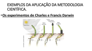 EXEMPLOS DA APLICAÇÃO DA METODOLOGIA
CIENTÍFICA.
•Os experimentos de Charles e Francis Darwin
 