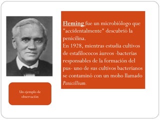  
Fleming fue un microbiólogo que
"accidentalmente" descubrió la
penicilina.
En 1928, mientras estudia cultivos
de estafilococos áureos -bacterias
responsables de la formación del
pus- uno de sus cultivos bacterianos
se contaminó con un moho llamado
Penicillium.
Un ejemplo de
observación
 