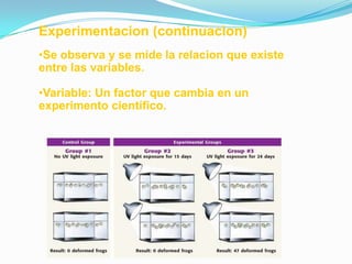 Experimentacion (continuacion)
•Se observa y se mide la relacion que existe
entre las variables.

•Variable: Un factor que cambia en un
experimento científico.
 