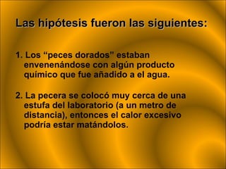 Las hipótesis fueron las siguientes: 1. Los “peces dorados” estaban envenenándose con algún producto químico que fue añadido a el agua.   2. La pecera se colocó muy cerca de una estufa del laboratorio (a un metro de distancia), entonces el calor excesivo podría estar matándolos. 
