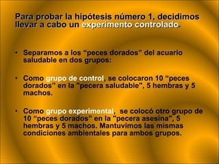 Para probar la hipótesis número 1, decidimos llevar a cabo un  experimento controlado .   Separamos a los “peces dorados” del acuario saludable en dos grupos: Como  grupo de control , se colocaron 10 “peces dorados” en la "pecera saludable", 5 hembras y 5 machos. Como  grupo experimental ,  se colocó otro grupo de 10 “peces dorados” en la "pecera asesina", 5 hembras y 5 machos. Mantuvimos las mismas condiciones ambientales para ambos grupos. 