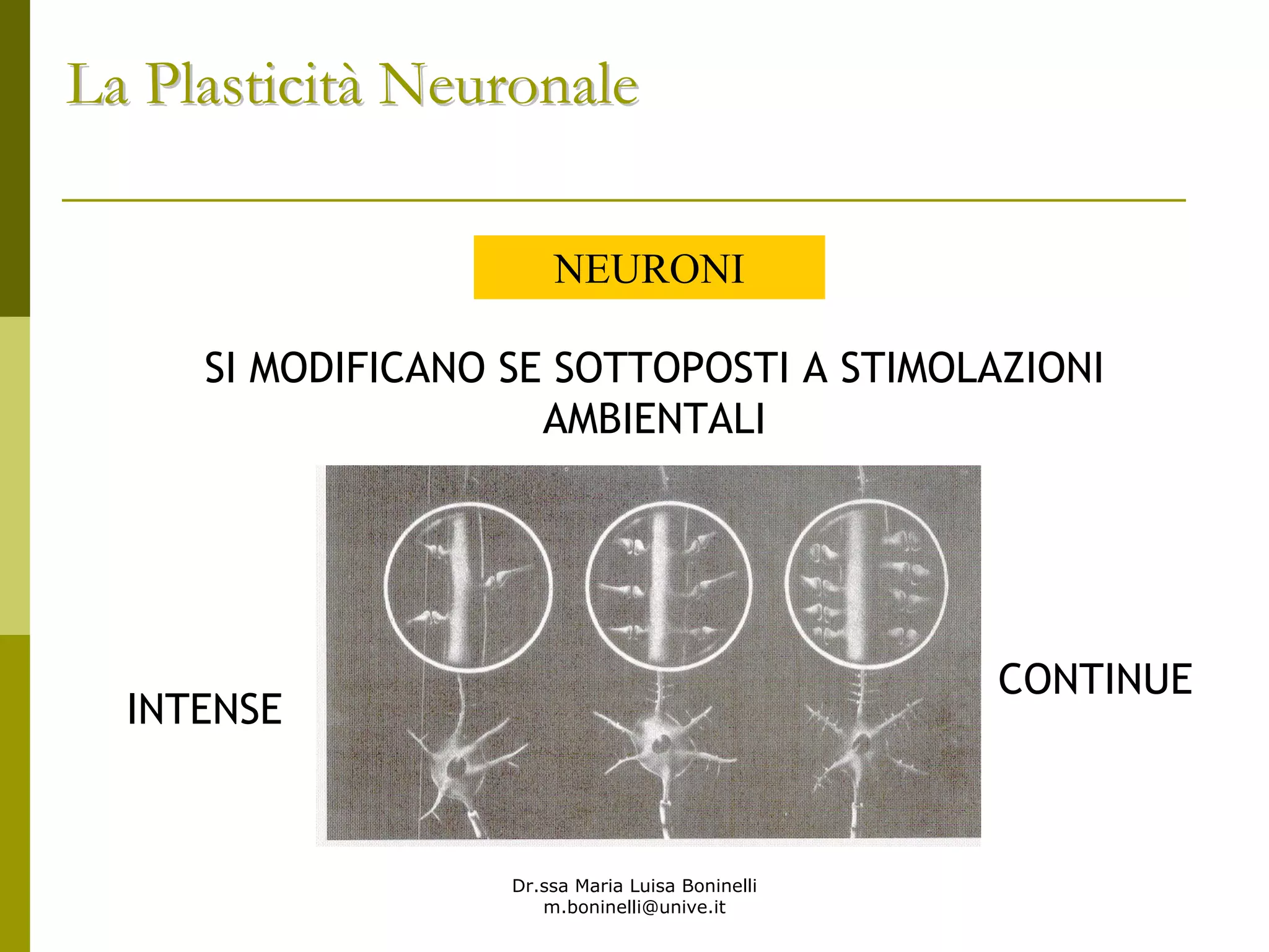 Dr.ssa Maria Luisa Boninelli
m.boninelli@unive.it
NEURONI
SI MODIFICANO SE SOTTOPOSTI A STIMOLAZIONI
AMBIENTALI
INTENSE
CONTINUE
La PlasticitLa Plasticitàà NeuronaleNeuronale
 