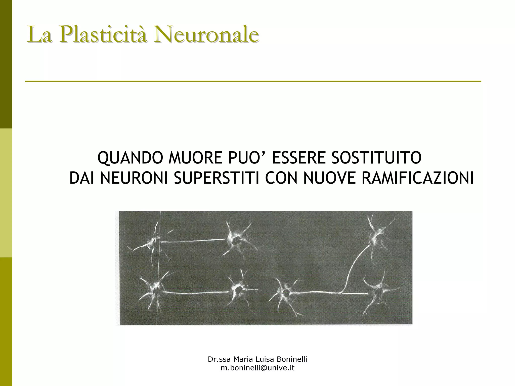 Dr.ssa Maria Luisa Boninelli
m.boninelli@unive.it
QUANDO MUORE PUO’ ESSERE SOSTITUITO
DAI NEURONI SUPERSTITI CON NUOVE RAMIFICAZIONI
La PlasticitLa Plasticitàà NeuronaleNeuronale
 