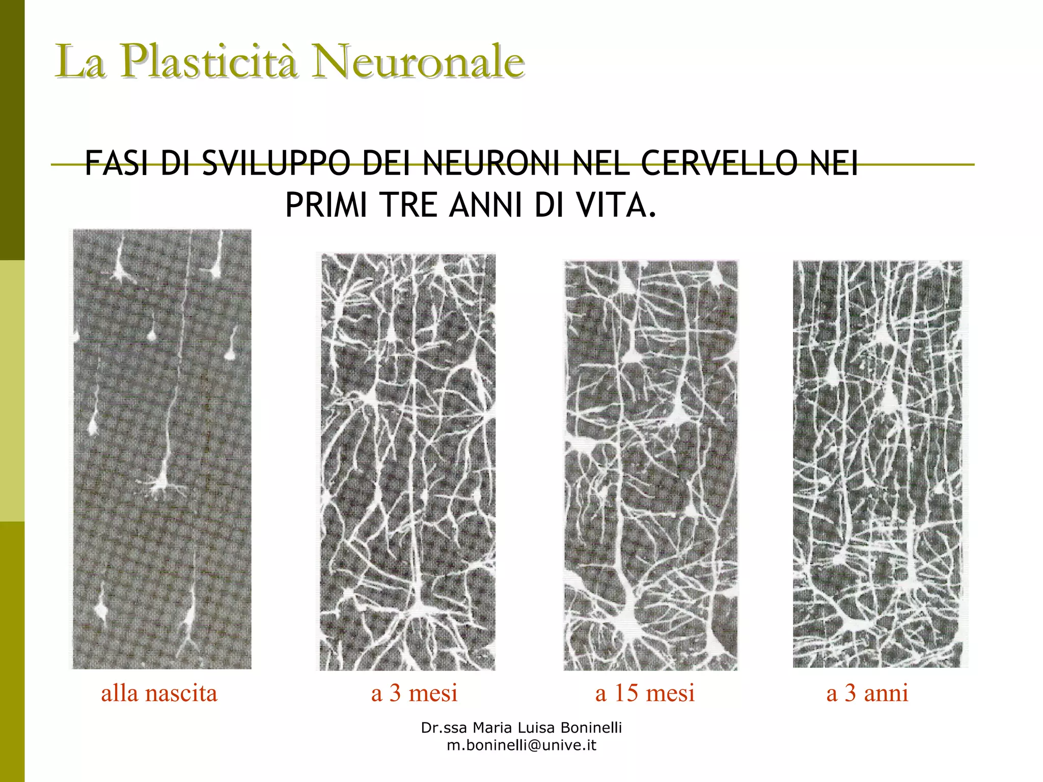 Dr.ssa Maria Luisa Boninelli
m.boninelli@unive.it
alla nascita a 3 mesi a 15 mesi a 3 anni
FASI DI SVILUPPO DEI NEURONI NEL CERVELLO NEI
PRIMI TRE ANNI DI VITA.
La PlasticitLa Plasticitàà NeuronaleNeuronale
 