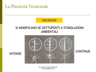 Dr.ssa Maria Luisa Boninelli
m.boninelli@unive.it
NEURONI
SI MODIFICANO SE SOTTOPOSTI A STIMOLAZIONI
AMBIENTALI
INTENSE
CONTINUE
La PlasticitLa Plasticitàà NeuronaleNeuronale
 