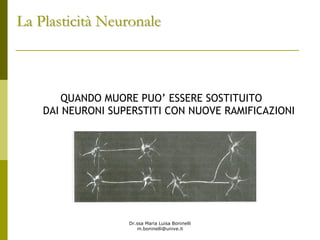 Dr.ssa Maria Luisa Boninelli
m.boninelli@unive.it
QUANDO MUORE PUO’ ESSERE SOSTITUITO
DAI NEURONI SUPERSTITI CON NUOVE RAMIFICAZIONI
La PlasticitLa Plasticitàà NeuronaleNeuronale
 