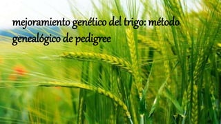 mejoramiento genético del trigo: método
genealógico de pedigree
 