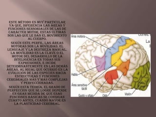 Este método es muy particular
  ya que, diferencia las áreas y
 funciones sensoriales de las de
 carácter motor, estas ultimas
son las que le dan el movimiento
             al cuerpo.
   Según este perfil, las áreas
   motoras son la movilidad, el
lenguaje y la destreza manual.
   La movilidad es la clave o el
    motor del desarrollo de la
     inteligencia en todas sus
        expresiones, e incide
determinantemente en las demás
áreas, al igual que ocurrió en la
 evolución de las especies hacia
      estructuras y funciones
cerebrales más y más complejas
         y perfeccionadas.
 Según esta teoría, el grado de
perfección que se logre depende
    en gran medida de que esas
  funciones básicas se consigan
 cuanto antes, cuando mayor es
     la plasticidad cerebral.
 