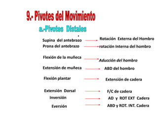 Supina del antebrazo
Prona del antebrazo rotación Interna del hombro
Flexión de la muñeca
Aducción del hombro
Extensión de muñeca ABD del hombro
Flexión plantar Extensión de cadera
Extensión Dorsal F/C de cadera
Inversión
Eversión
AD y ROT EXT Cadera
ABD y ROT. INT. Cadera
Rotación Externa del Hombro
 