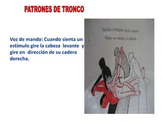 Voz de mando: Cuando sienta un
estímulo gire la cabeza levante y
gire en dirección de su cadera
derecha.
 