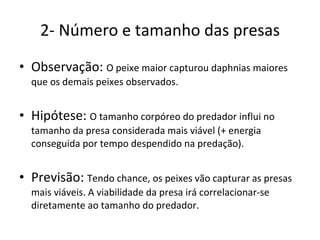 2- Número e tamanho das presas Observação:  O peixe maior capturou daphnias maiores que os demais peixes observados. Hipótese:  O tamanho corpóreo do predador influi no tamanho da presa considerada mais viável (+ energia conseguida por tempo despendido na predação). Previsão:  Tendo chance, os peixes vão capturar as presas mais viáveis. A viabilidade da presa irá correlacionar-se diretamente ao tamanho do predador. 