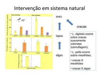 Intervenção em sistema natural aves lapas algas L. digitalis  ocorre sobre cracas suavemente coloridas (camuflagem); L. pelta  ocorre sobre mexilhões; cracas X mexilhões cracas X algas cracas 