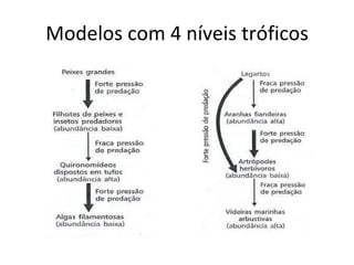 Modelos com 4 níveis tróficos 