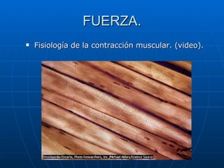 FUERZA. <ul><li>Fisiología de la contracción muscular. (video). </li></ul>