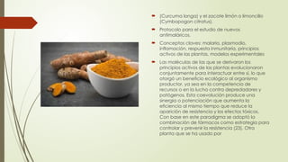  (Curcuma longa) y el zacate limón o limoncillo
(Cymbopogon citratus).
 Protocolo para el estudio de nuevos
antimaláricos.
 Conceptos claves: malaria, plasmodio,
inflamación, respuesta inmunitaria, principios
activos de las plantas, modelos experimentales
 Las moléculas de las que se derivaron los
principios activos de las plantas evolucionaron
conjuntamente para interactuar entre sí, lo que
otorgó un beneficio ecológico al organismo
productor, ya sea en la competencia de
recursos o en la lucha contra depredadores y
patógenos. Esta coevolución produce una
sinergia o potenciación que aumenta la
eficiencia al mismo tiempo que reduce la
aparición de resistencia y los efectos tóxicos.
Con base en este paradigma se adoptó la
combinación de fármacos como estrategia para
controlar y prevenir la resistencia (23). Otra
planta que se ha usado por
 