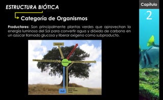 Capítulo
ESTRUCTURA BIÓTICA

       Categoría de Organismos                                                   2
Productores: Son principalmente plantas verdes que aprovechan la
energía luminosa del Sol para convertir agua y dióxido de carbono en
un azúcar llamado glucosa y liberar oxígeno como subproducto.

                          Energía Solar




                                      Fotosíntesis         Glucosa (C6H12O6)




                                                 MINERALES:
                                                 Nitrato, Fosfato,
                                    H20          Potasio
 