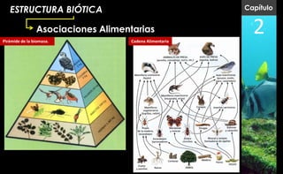 ESTRUCTURA BIÓTICA                                    Capítulo


                Asociaciones Alimentarias
Pirámide de la biomasa.             Cadena Alimentaria
                                                           2
 