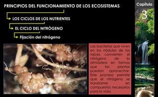 PRINCIPIOS DEL FUNCIONAMIENTO DE LOS ECOSISTEMAS              Capítulo


   LOS CICLOS DE LOS NUTRIENTES                                 3
    EL CICLO DEL NITRÓGENO

      Fijación del nitrógeno

                                   Las bacterias que viven
                                   en los nódulos de las
                                   raíces convierten el
                                   nitrógeno      de     la
                                   atmósfera en formas
                                   que      las    plantas
                                   puedan      aprovechar.
                                   Este proceso permite
                                   que el nitrógeno se
                                   transforme           en
                                   compuestos necesarios
                                   para la vida.
 