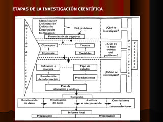 ETAPAS DE LA INVESTIGACIÓN CIENTÍFICA   