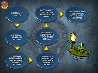 DISECCION DE
UNA FLOR
BUSCAR FLORES
CON POCOS
PÉTALOS
OBSERVAR
EXTERNAMENTE LA
FLOR Y CONTAR EL
NÚMERO DE
PÉTALOS
SEPARAR LOS
FILAMENTOS DEL
ANDROCEO Y
OBSERVAR LAS
ANTERAS
OBSERVAR AL
MICROSCOPIO LA
SUPERFICIE DEL
ESTIGMA
DISECCIONAR EL
TUBO O ESTILO
HASTA LLEGAR AL
OVARIO
UBICAR LOS OVARIOS
EN FORMACION,
DIBUJAR LA FLOR Y
SUS PARTES
 