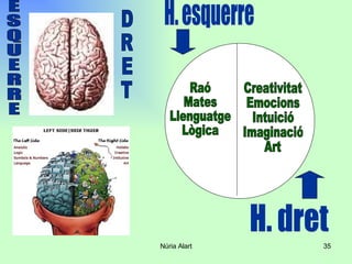 E S Q U E R R E H. dret Raó Mates Llenguatge Lògica Creativitat Emocions Intuició Imaginació Art H. esquerre D R E T 