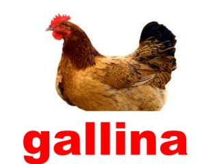 • gallina
 
