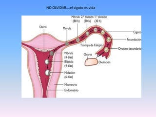 NO OLVIDAR….el cigoto es vida
 