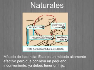 Método de lactancia: Éste es un método altamente
efectivo pero que conlleva un pequeño
inconveniente: ya debes tener un hijo.
Naturales
 