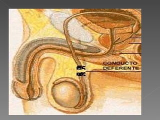 Metodos anticonceptivos listos