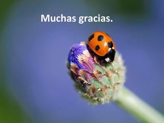 Actualización en anticoncepción e implantes anticonceptivos. Marzo 2011 Muchas gracias. 