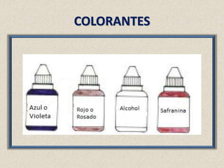 Metodos compuestos de coloracion | PPTX