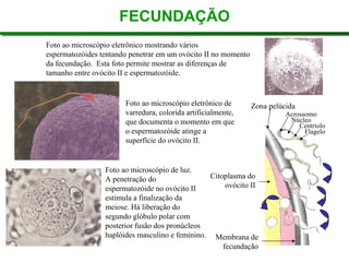 Foto ao microscópio eletrônico mostrando vários espermatozóides tentando penetrar em um ovócito II no momento da fecundação.  Esta foto permite mostrar as diferenças de tamanho entre ovócito II e espermatozóide.  Foto ao microscópio de luz.  A penetração do espermatozóide no ovócito II estimula a finalização da meiose. Há liberação do segundo glóbulo polar com posterior fusão dos pronúcleos haplóides masculino e feminino. FECUNDAÇÃO Foto ao microscópio eletrônico de varredura, colorida artificialmente, que documenta o momento em que o espermatozóide atinge a superfície do ovócito II. Zona pelúcida Acrossomo Núcleo Centríolo Flagelo Citoplasma do ovócito II Membrana de fecundação 