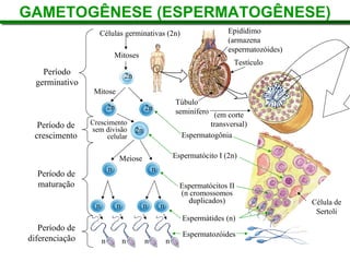 GAMETOGÊNESE (ESPERMATOGÊNESE)
G
Células germinativas (2n)
Período
germinativo
Período de
crescimento
Período de
maturação
Período de
diferenciação
Espermatozóides
Epidídimo
(armazena
espermatozóides)
e
Túbulo
seminífero
Mitoses
2n
Mitose
2n 2n
Meiose
n n
n
n
n
n
n n n n
2n
Crescimento
sem divisão
celular
Testículo
Espermatogônia
Espermatócito I (2n)
Espermatócitos II
(n cromossomos
duplicados)
d
Espermátides (n)
Célula de
Sertoli
(em corte
transversal)
t
 