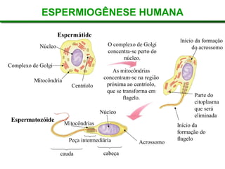 Espermatozóide
ESPERMIOGÊNESE HUMANA
O complexo de Golgi
concentra-se perto do
núcleo.
As mitocôndrias
concentram-se na região
próxima ao centríolo,
que se transforma em
flagelo.
Peça intermediária
cauda cabeça
Espermátide
Núcleo
Complexo de Golgi
Mitocôndria
Centríolo
Início da formação
do acrossomo
Parte do
citoplasma
que será
eliminada
Início da
formação do
flagelo
Acrossomo
Mitocôndrias
Núcleo
 