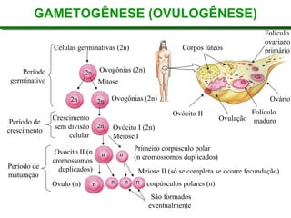 GAMETOGÊNESE (OVULOGÊNESE)
G
Células germinativas (2n)
Meiose II (só se completa se ocorre fecundação)
São formados
eventualmente
Período
germinativo
Período de
crescimento
Período de
maturação
Corpos lúteos
Folículo
ovariano
primário
Ovulação
Ovócito II Folículo
maduro
Ovário
Ovogônias (2n)
2n
Mitose
Ovogônias (2n)
O
2n 2n
Crescimento
sem divisão
celular
Ovócito I (2n)
O
Meiose I
2n
Ovócito II (n
cromossomos
duplicados)
n
Primeiro corpúsculo polar
(n cromossomos duplicados)
(
n
n n corpúsculos polares (n)
c
n n
Óvulo (n)
Ó
 