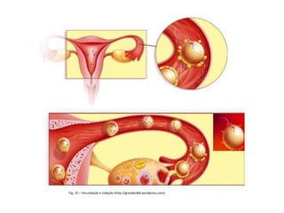Fig. 15 – Fecundação e nidação (http://gravidez8d.wordpress.com)
 